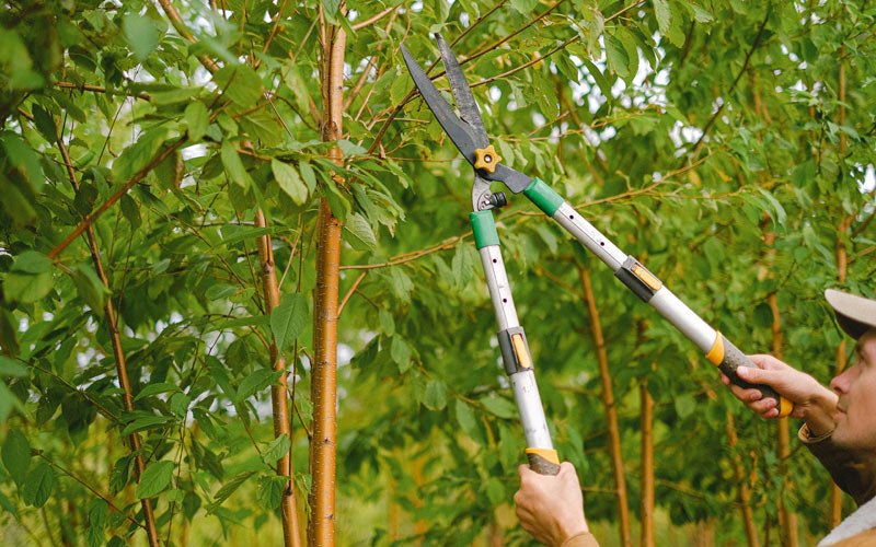Tree trimming in Trafalgar, IN