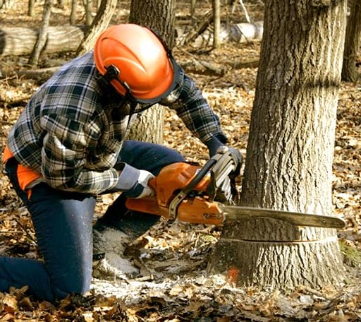 Tree Removal in Trafalgar, IN
